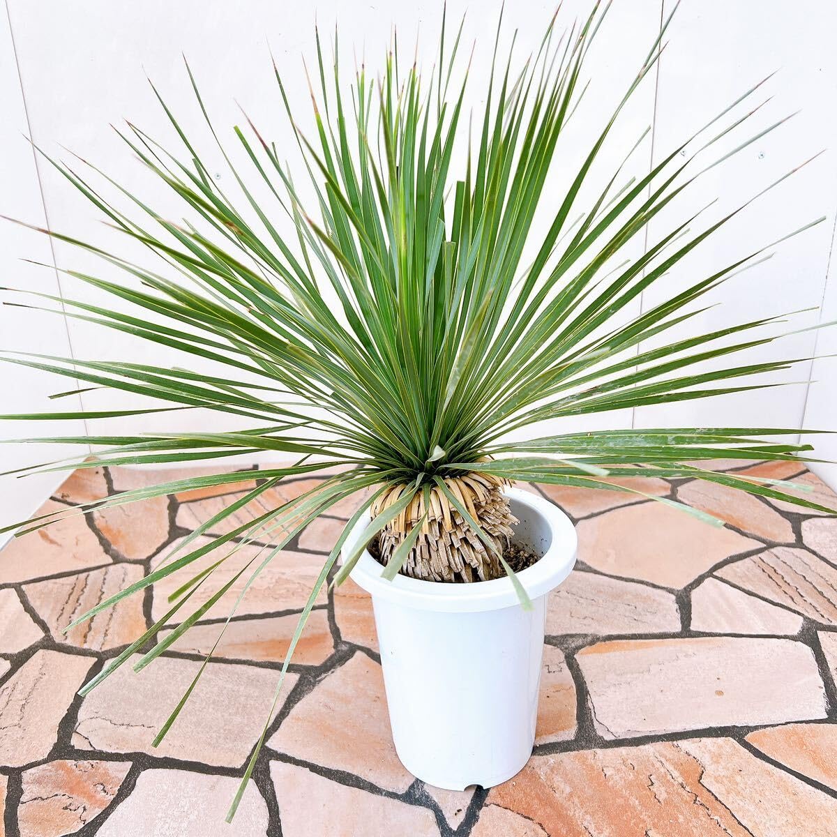 Amazon.co.jp: 現品 ユッカ ロストラータ サファイアスカイ 1 幹上がり