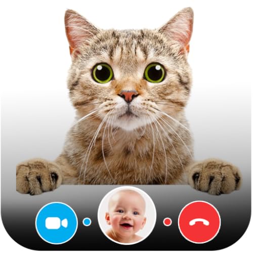 Video Call From Cat Prank