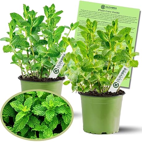 Clovers Garden Peppermint Mint Herb Plants for Inside