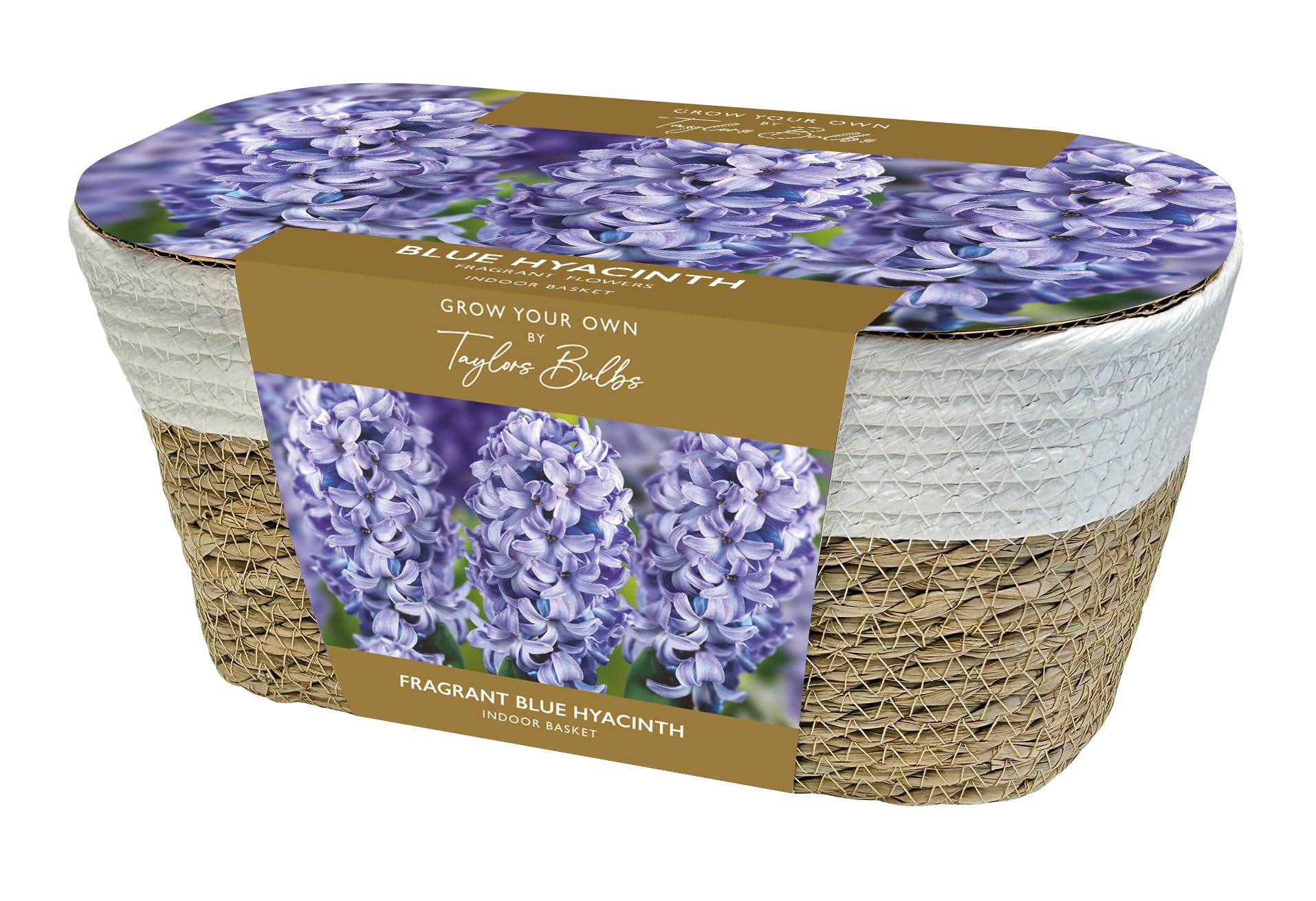 Taylors Bulbs AH71 Large Blue Hyacinth Basket