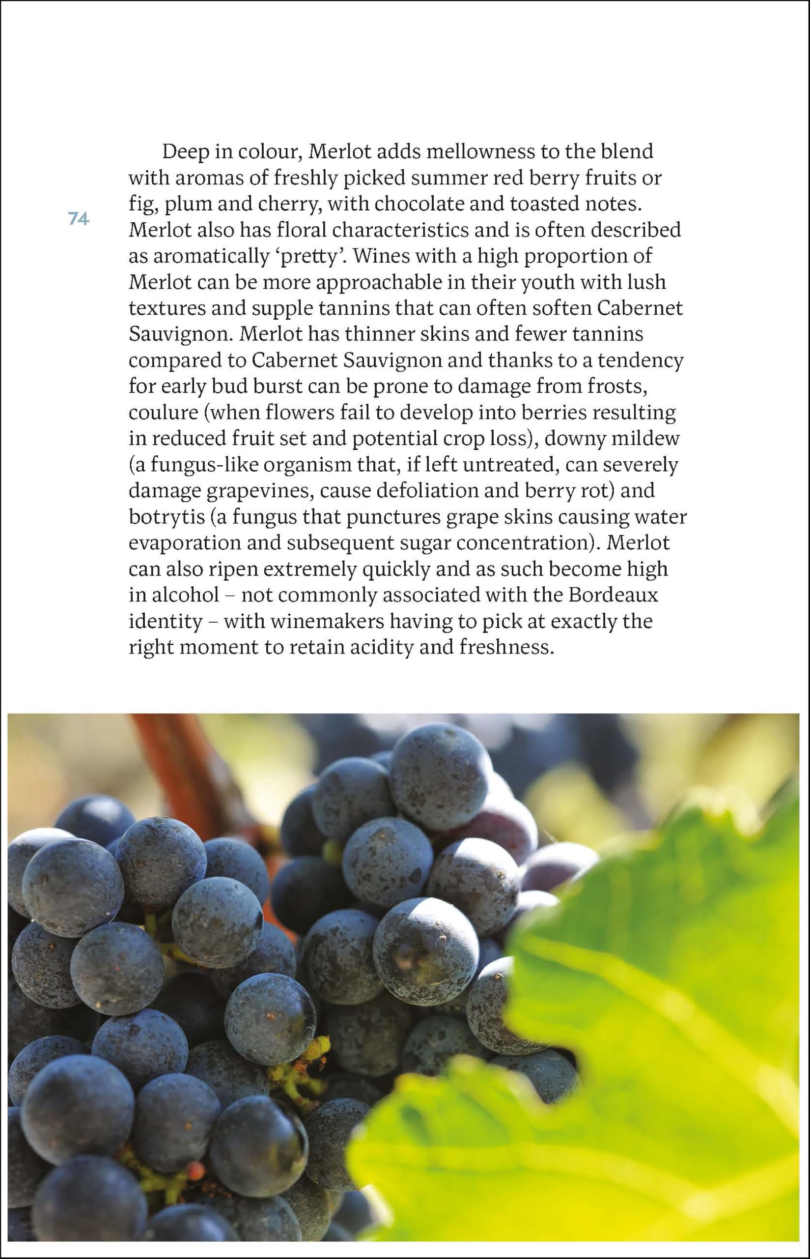 Bordeaux: The Smart Traveller's Wine Guide : A pocket guide to Bordeaux for the wine-interested tourist (Smart Traveller's Wine Guides)