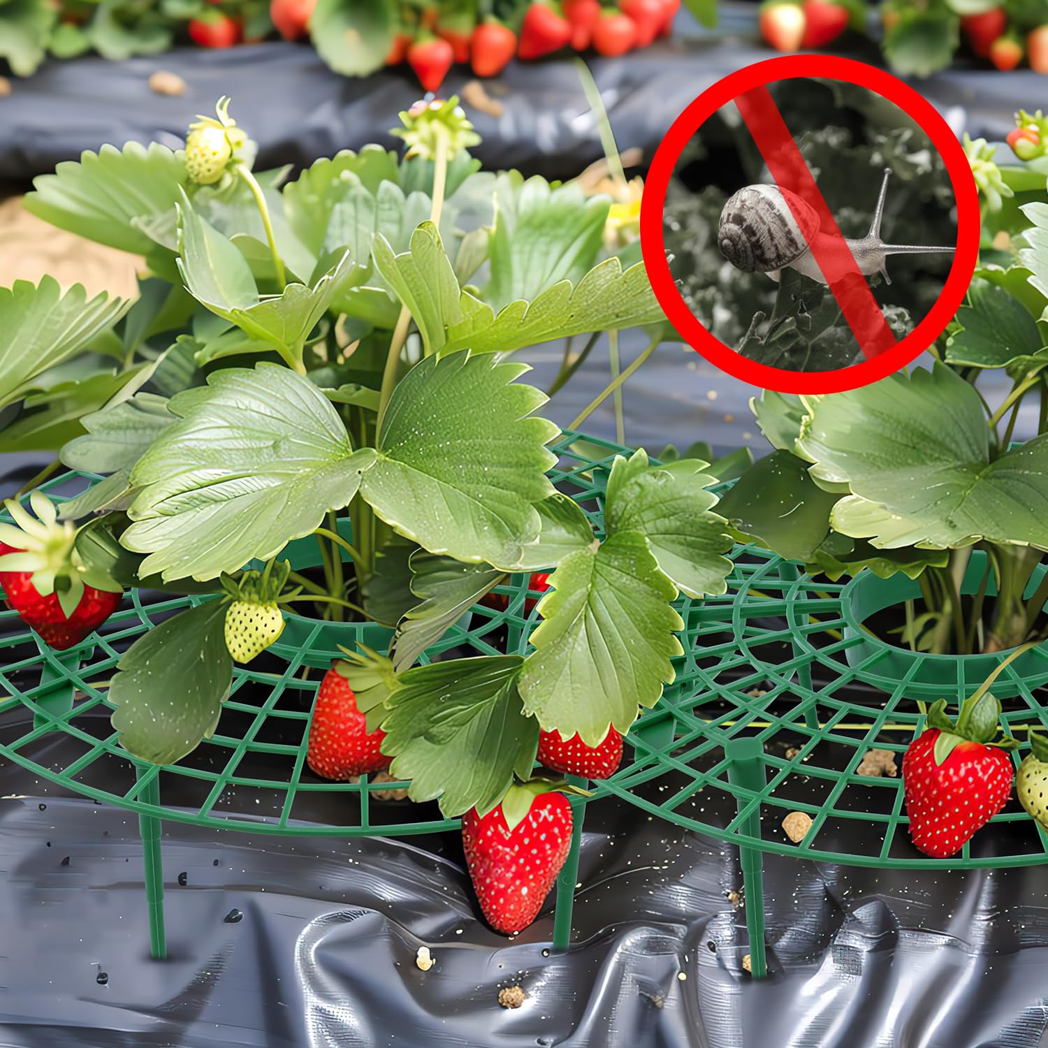 Stojaki na truskawki truskawki stojak na rośliny zestaw 6 stojaków na truskawki 30 × 10 cm truskawkowa rama do uprawy truskawek wielokrotnego użytku, aby utrzymać owoce i zapobiec gniciu