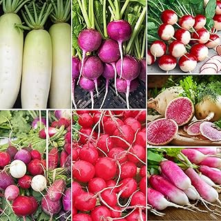 7 Types Radish Seeds Pack for Planting -900+ Including Cherry Belle, Watermelon Radish, Sparkler Radish, Easter Egg Radis...