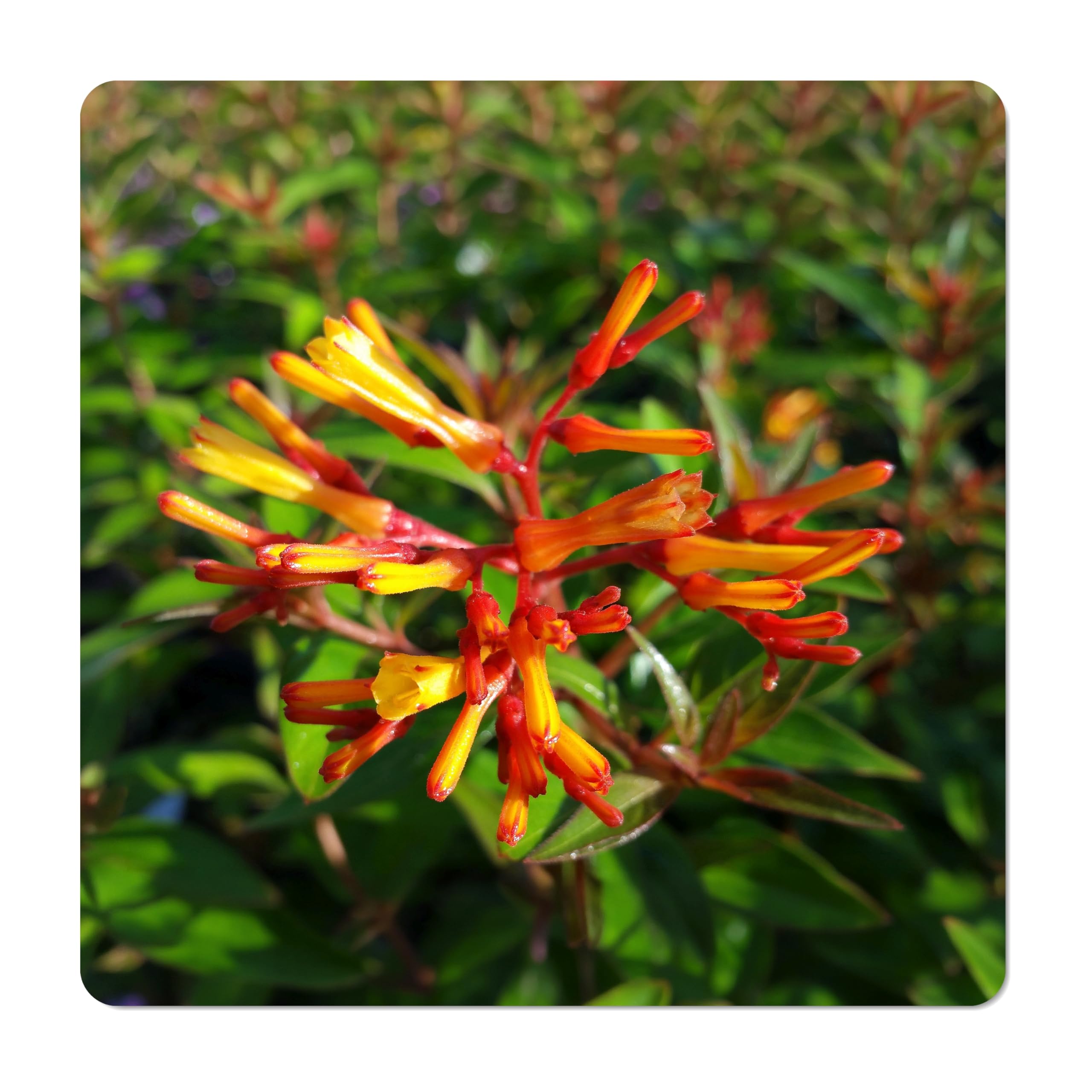 Firefly Dwarf Firebush