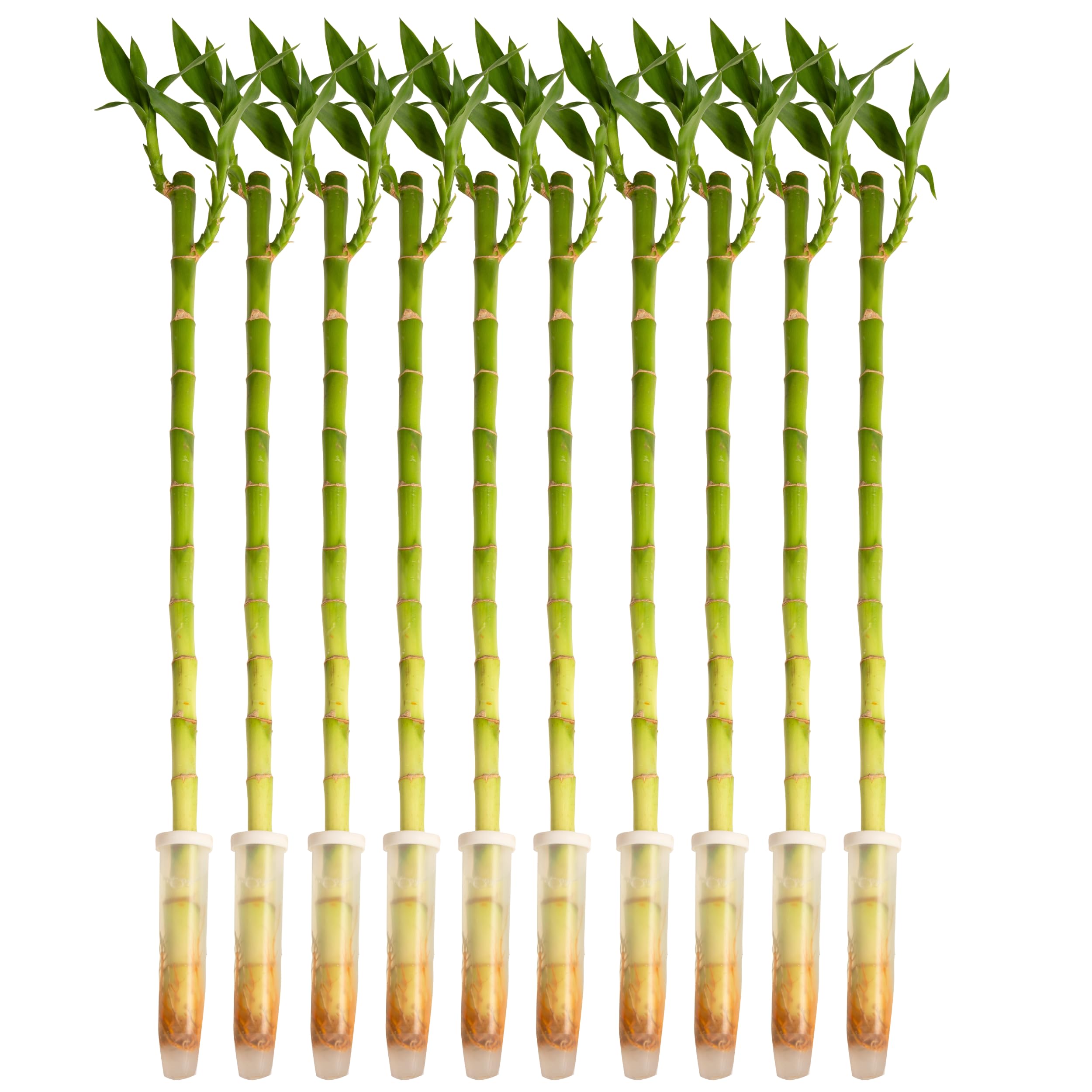 Costa Farms Lucky Bamboo Stalks Pack of 10