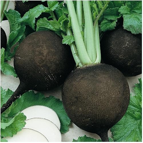 Everwilde Farms - Semillas de rábano redondo español negro de 1 libra - Gold Vault