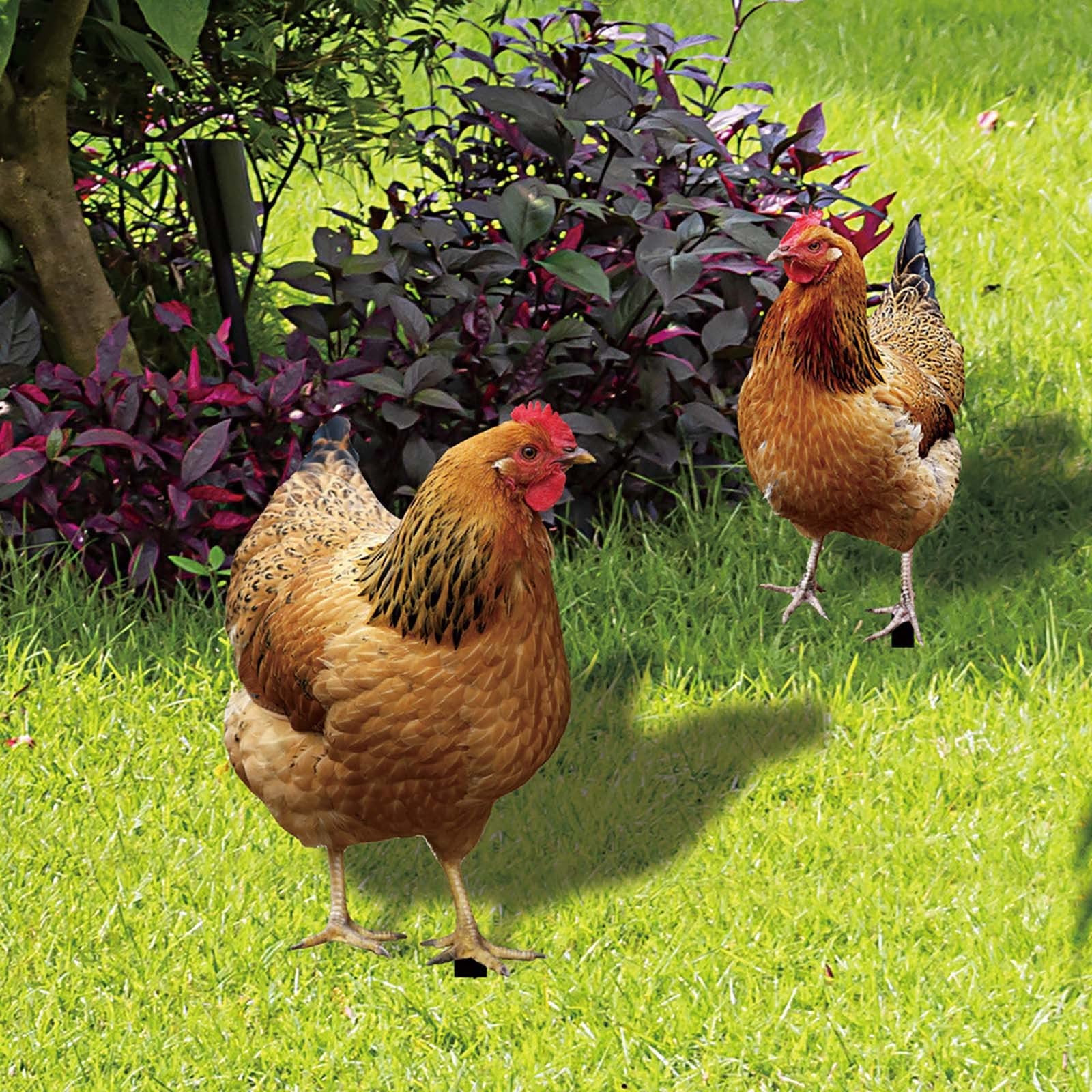 5 Hühner-Gartenfiguren – Lebensechte Hennen Aus Kunststoff Für Beet & Rasen, Mit Steckstab, 25–35 Cm