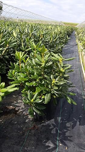 Vista 82 de Green Promise Farms Rododendro `Scintillation` Evergreen, contenedor de 3 tamaños, rosa suave