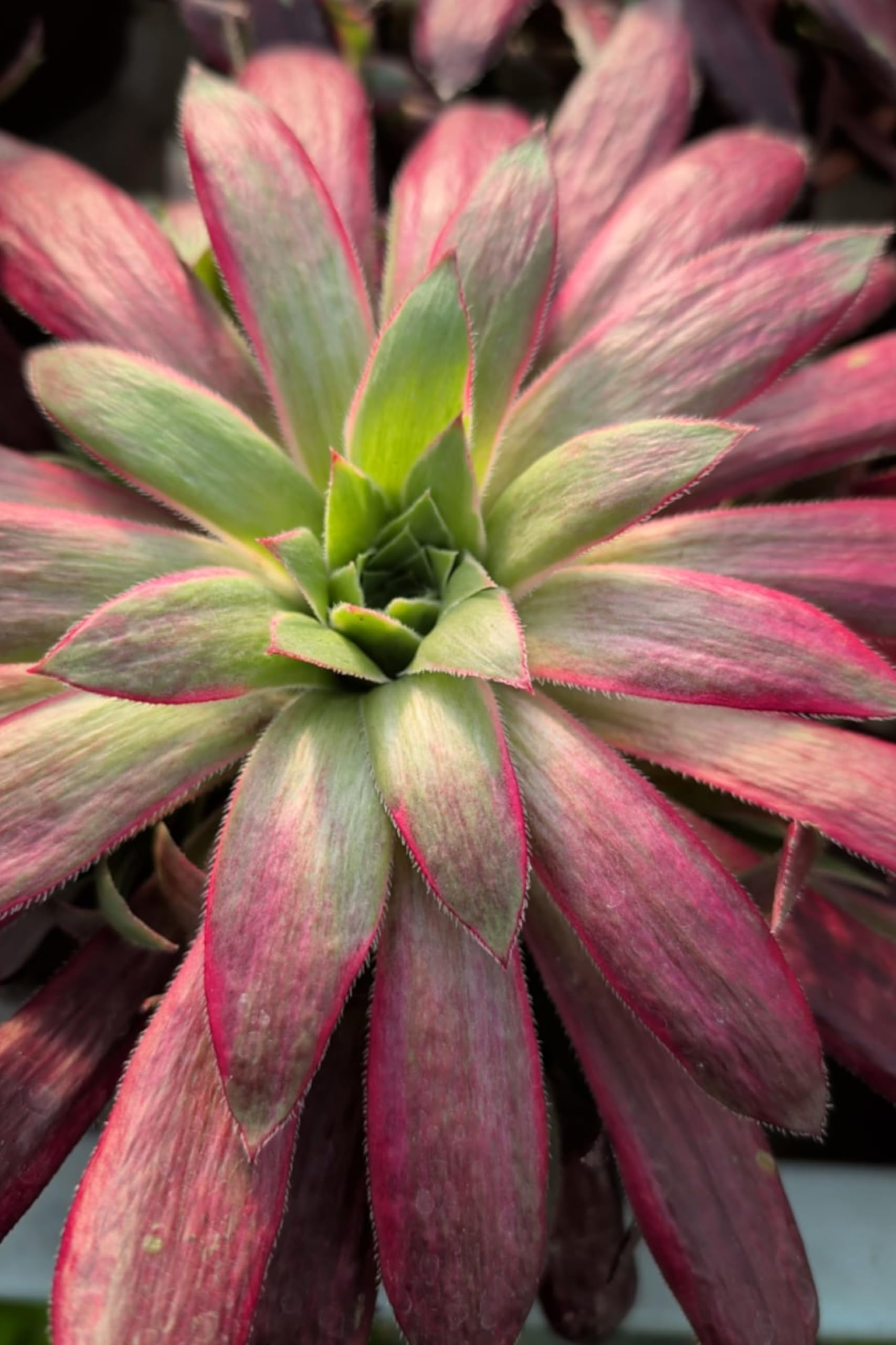 Pianta vera di Aeonium Black Magic | Altezza pianta: 15 cm Diametro vaso: 17 cm | Pianta grassa ornamentale variegata e facile da coltivare all'interno o esterno