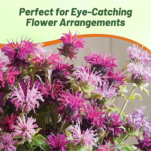 Miniatura 6 de Outsidepride Semillas de mezcla de bálsamo de abeja, 1000 piezas perennes, fáciles de cultivar y aptas para polinizadores, semillas de flores