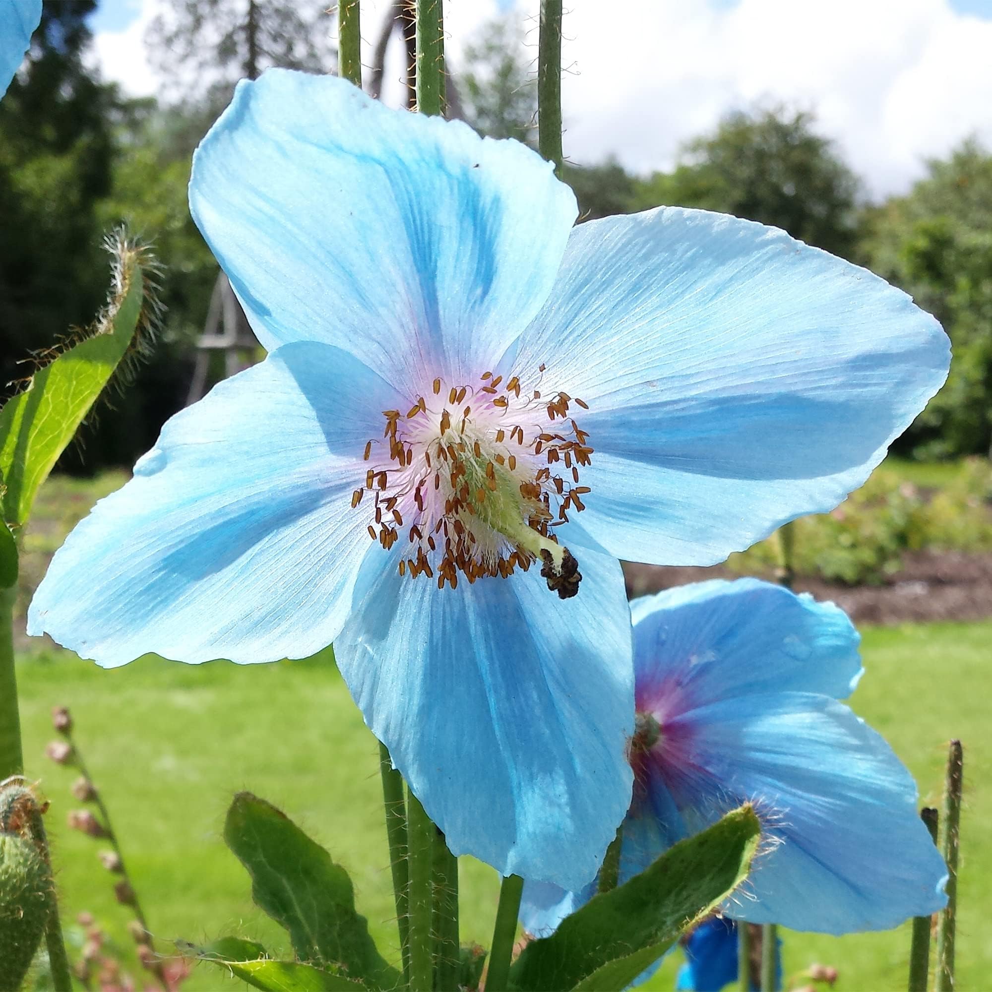 10 Premium Tibetan Himalayan Blue Poppy Seeds, Meconopsis Betonicifolia Baileyi Seeds - Attract Pollinators - Striking Large Blue Poppy Flowers & Accent Plant