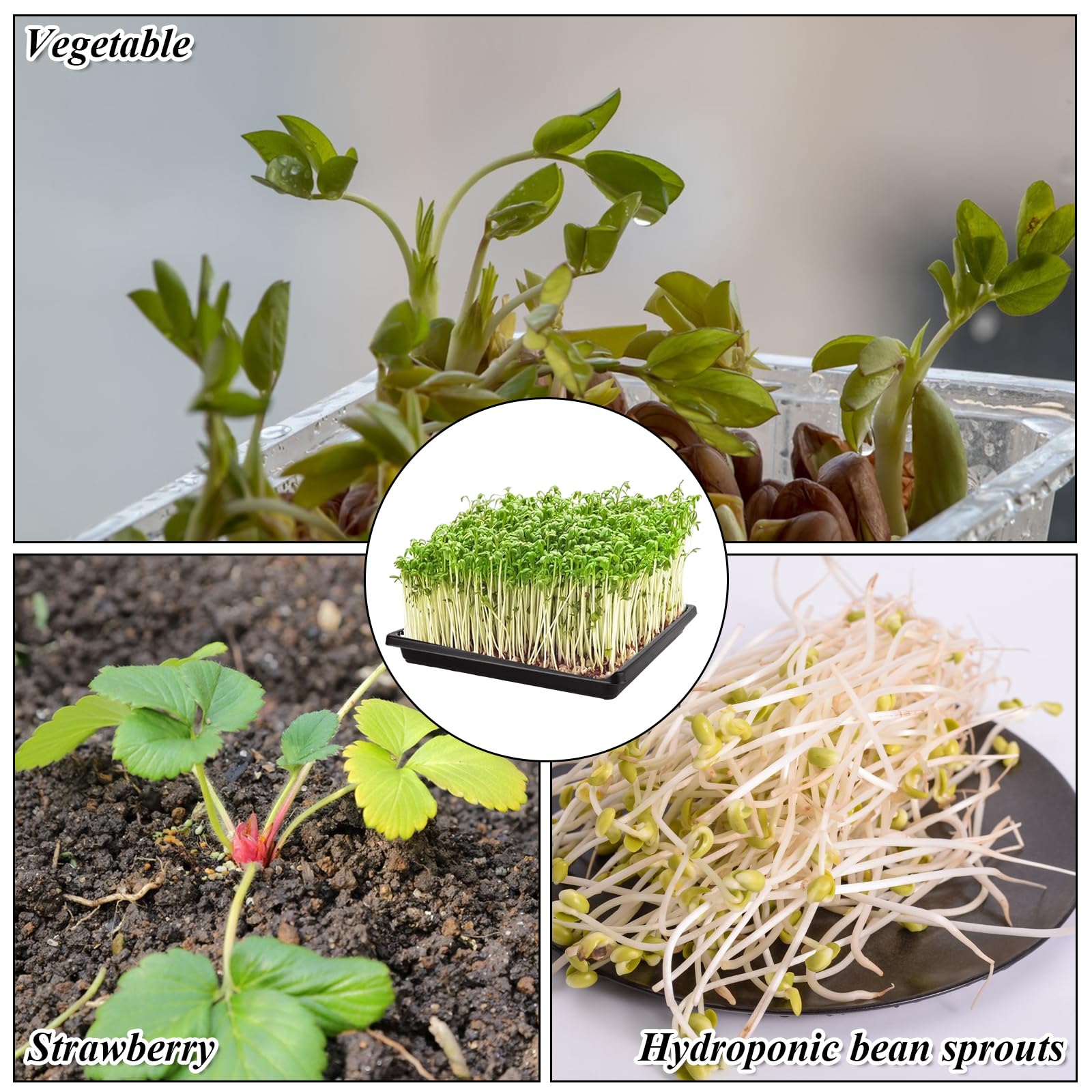 Set di 12 tappetini per la coltivazione di microgreens con vassoio, 25,4 x 25,4 cm, vassoi quadrati per la coltivazione di semi di micro verdi, kit di coltivazione di erbe aromatiche con