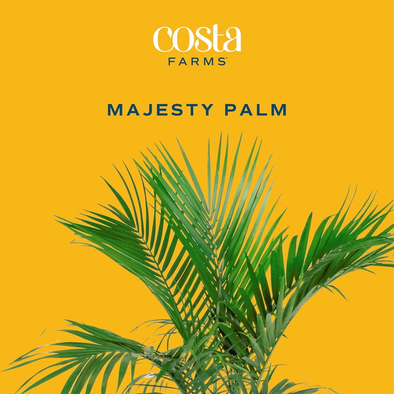 Costa Farms Majesty Palm Live Plant in Decorative Pot, Large Indoor Houseplant, Perfect for Home, Room, or Office Decor, Great House Warming or Birthday Gift, 3-4 Feet Tall