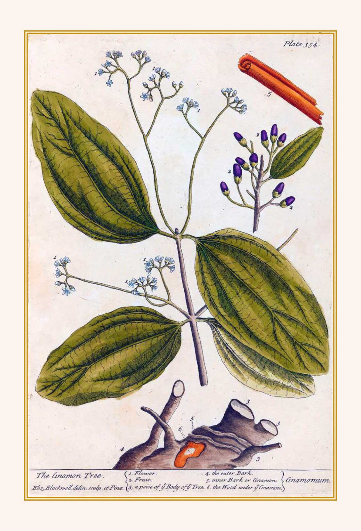 Plantes guérisseuses: 50 cartes botaniques illustrées par la pionnière de l'herboristerie Elizabeth Blackwell