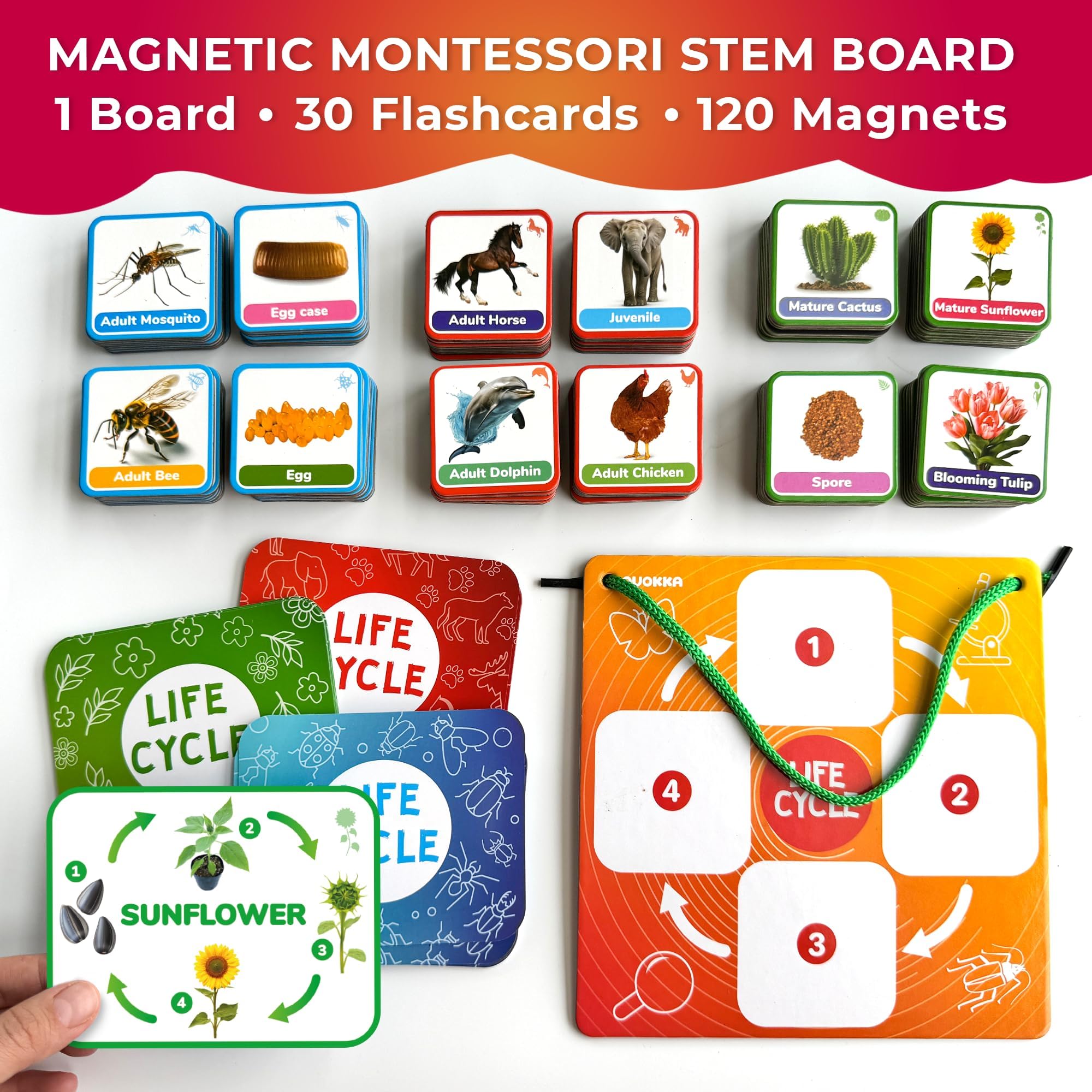 QUOKKA Zestaw cyklu życia, zabawka Montessori, 30 kart błyskowych, zajęcia naukowe dla dzieci w wieku 2-4 lat, materiały edukacyjne dla dzieci w wieku 2-4 lat, materiały edukacyjne dla zwierząt 3-5 -