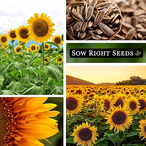 Miniatura 4 de Sow Right Seeds - Semillas de girasol de mamut para plantar - Cultiva girasoles gigantes en tu jardín - Semillas de reliquia sin OMG para plantar un