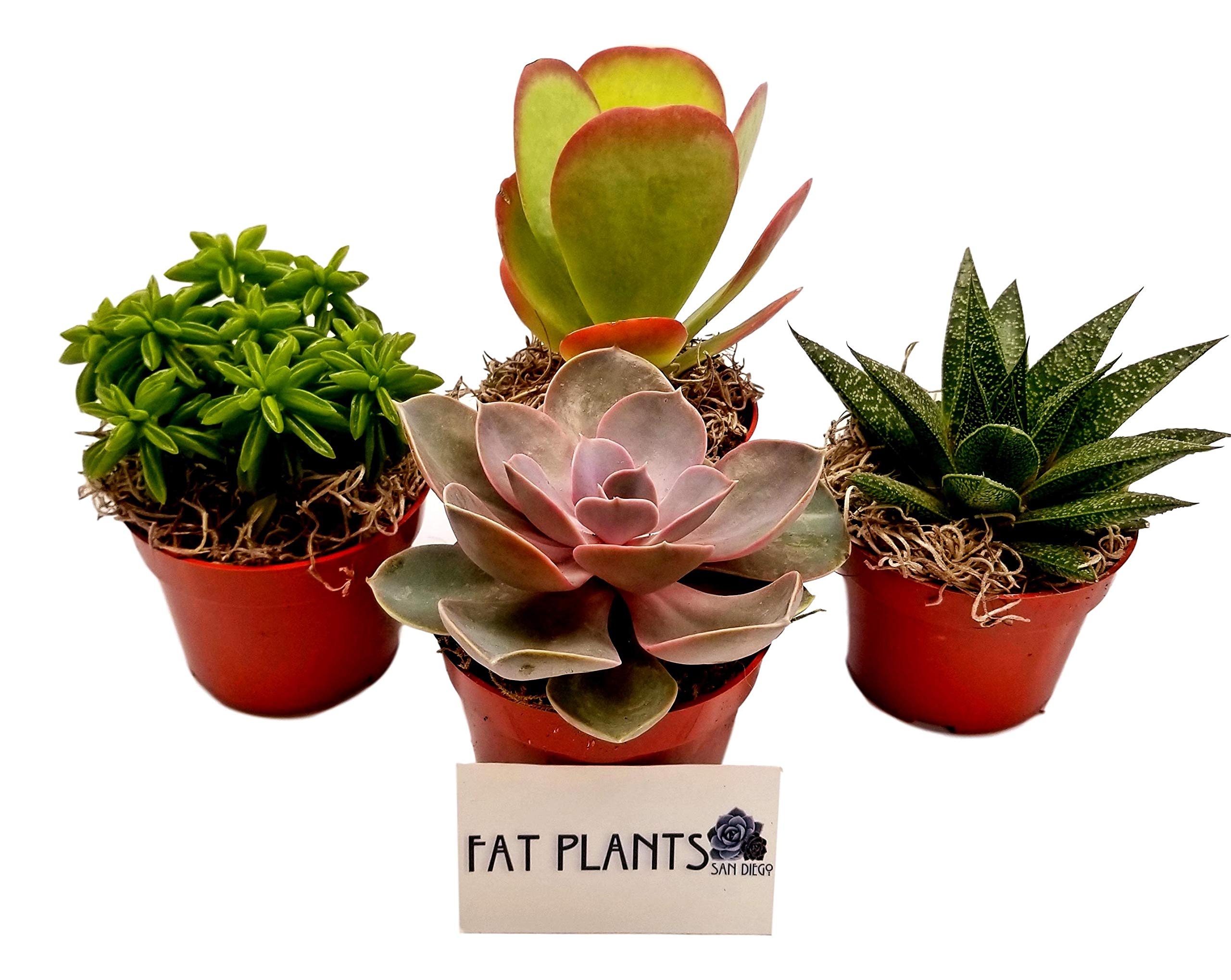 Amazon.com : Fat Plants San Diego Live Succulent Plant Variety Collection :  Patio, Lawn & Garden