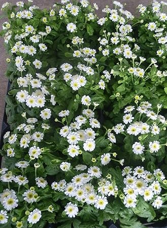 Amazon マトリカリア 夏白菊 ナツシロギク ４０ポットセット ３号 花苗 セット販売 まとめ売り 花