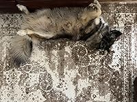 Review Image by Deanna C. Deanna C.