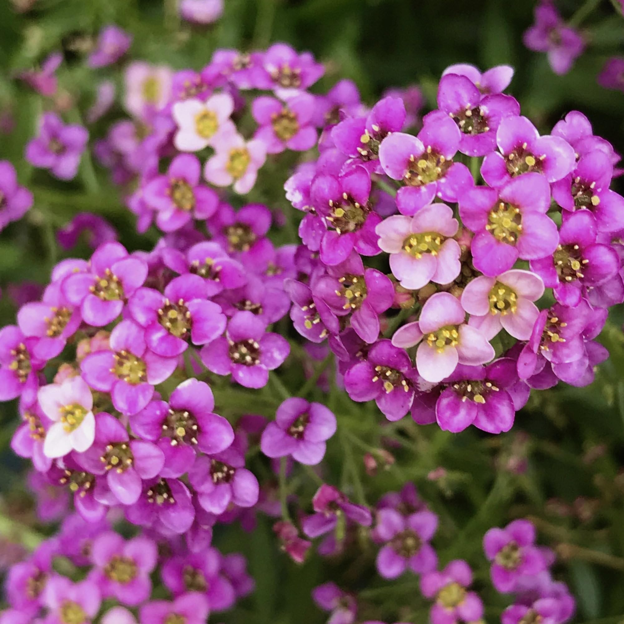 plectranthus plant Plectranthus ciliatus 'Aureus'