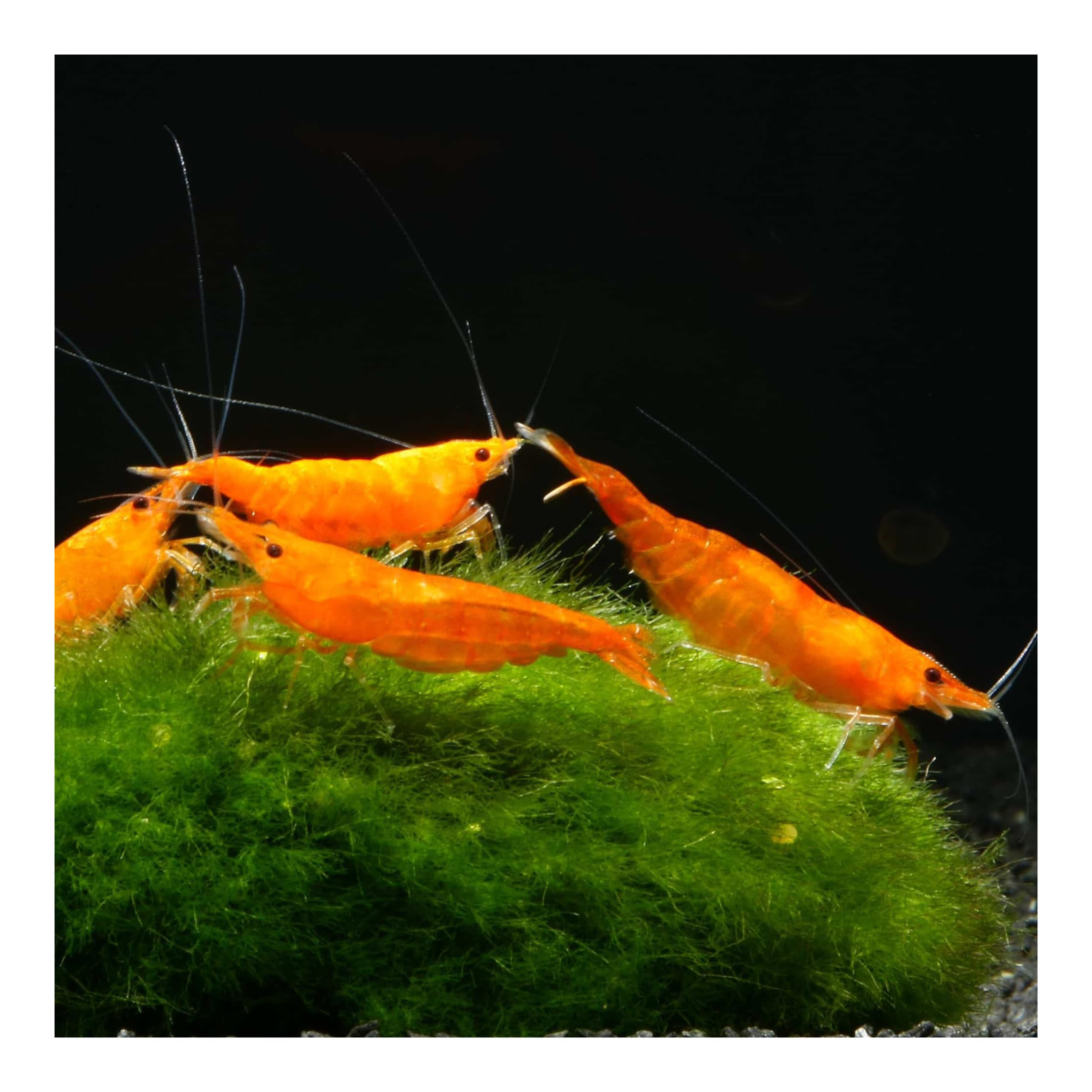 10 x Orange Sakura Zwerggarnele, Neocaridina davidi, Orange Sunkist Garnele, für Einsteiger, leicht zu pflegen und zu züchten