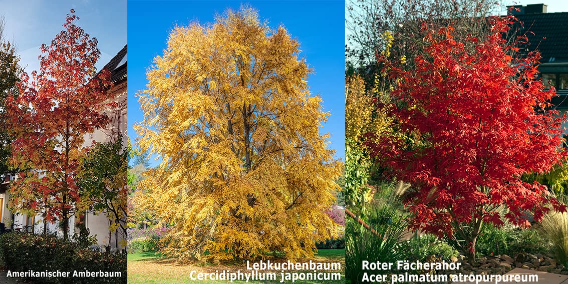 Seedeo® 3 Pflanzen für Deinen Indian Summer