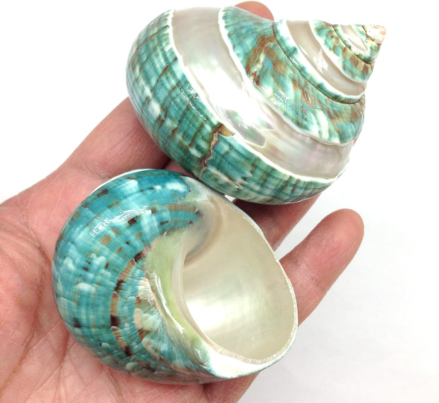 PEPPERLONELY 2 PC Natural Large Hermit Crab Shells, Banded Green Blue Gade Turbo, 2-1/2 Inch ~ 3 Inch