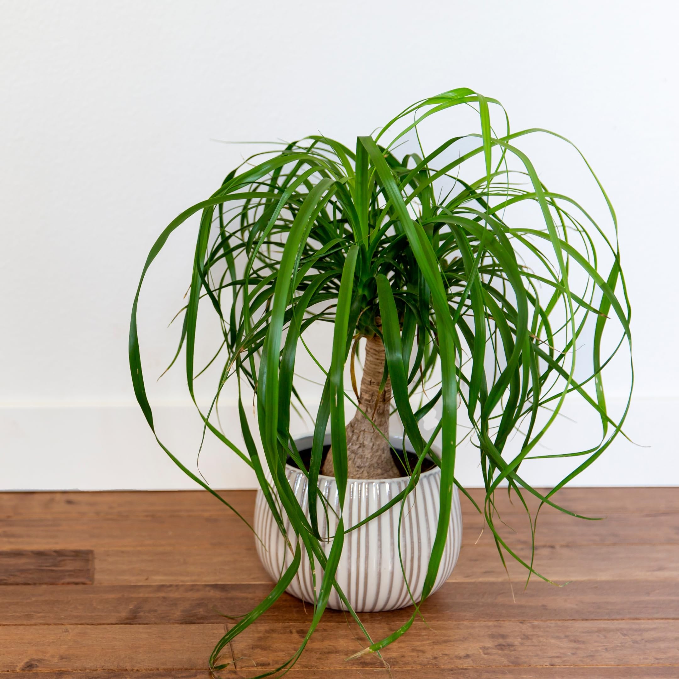 Ponytail Palm Table Decor Plant – Low Water Indoor Houseplant | Pack Of 1-image-10