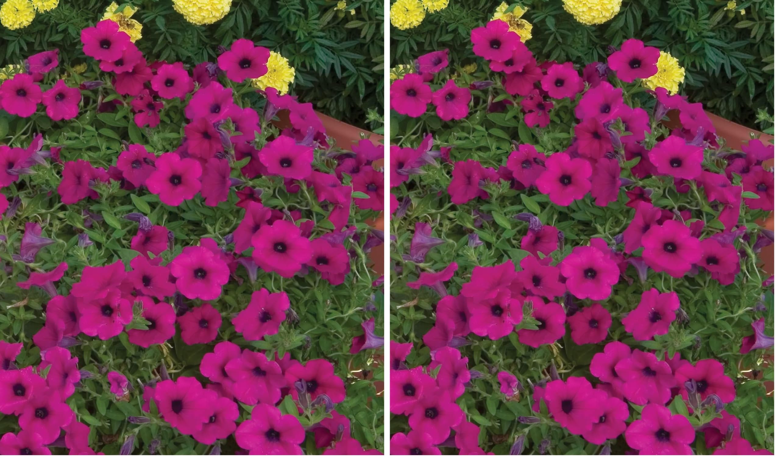 Burpee Purple Wave Petunia Seeds