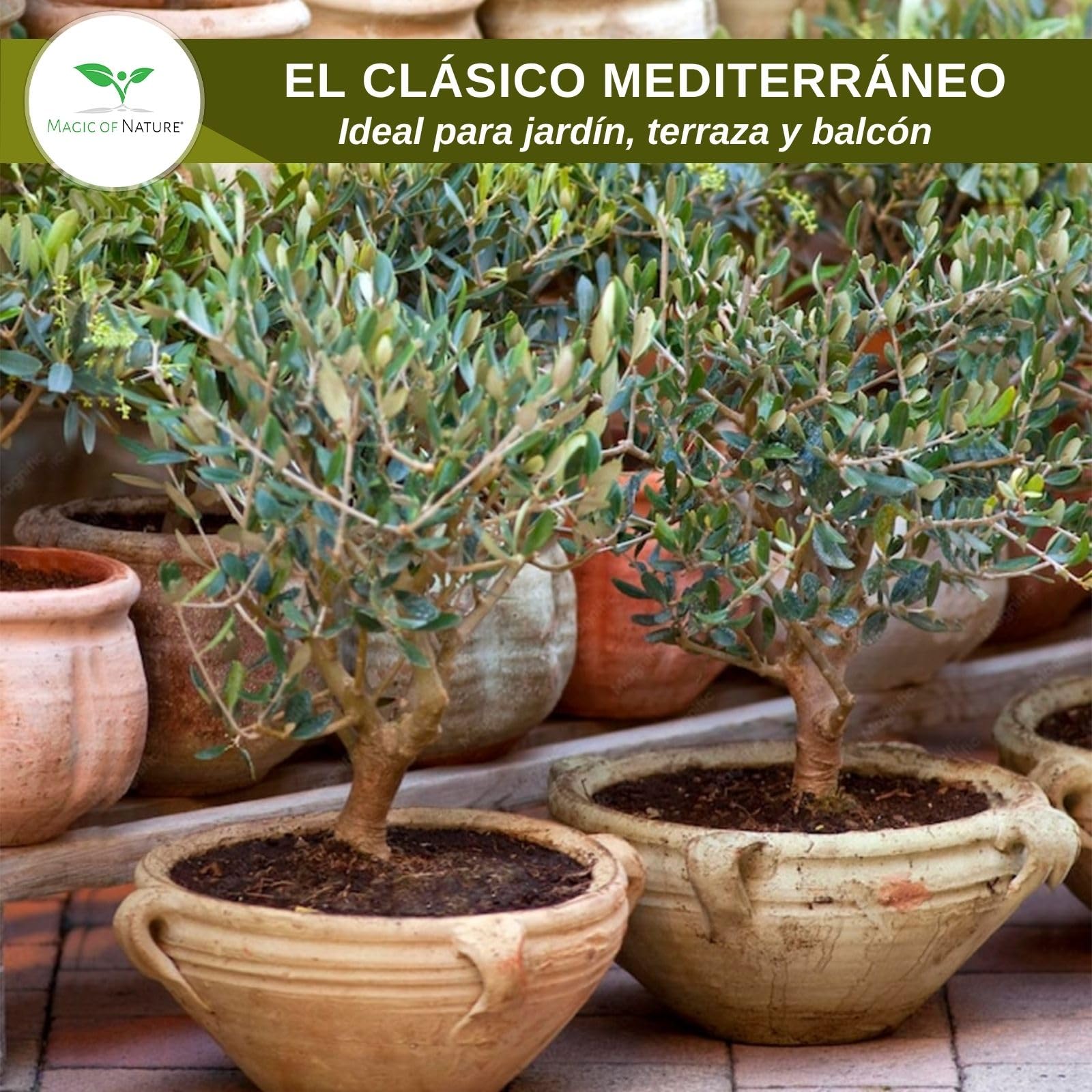 Magic of Nature Semillas de Olivo - 10 Ud. Olea europaea Olivo Mediterráneo para Jardín Balcón & Bonsái - Huesos de Árbol de Aceite Reales