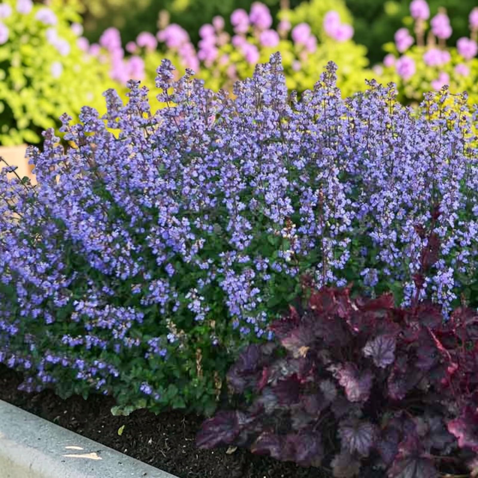 Carbeth Plants 2 x Nepeta Faassenii Purrsian Blue Catmint in 1L Pots