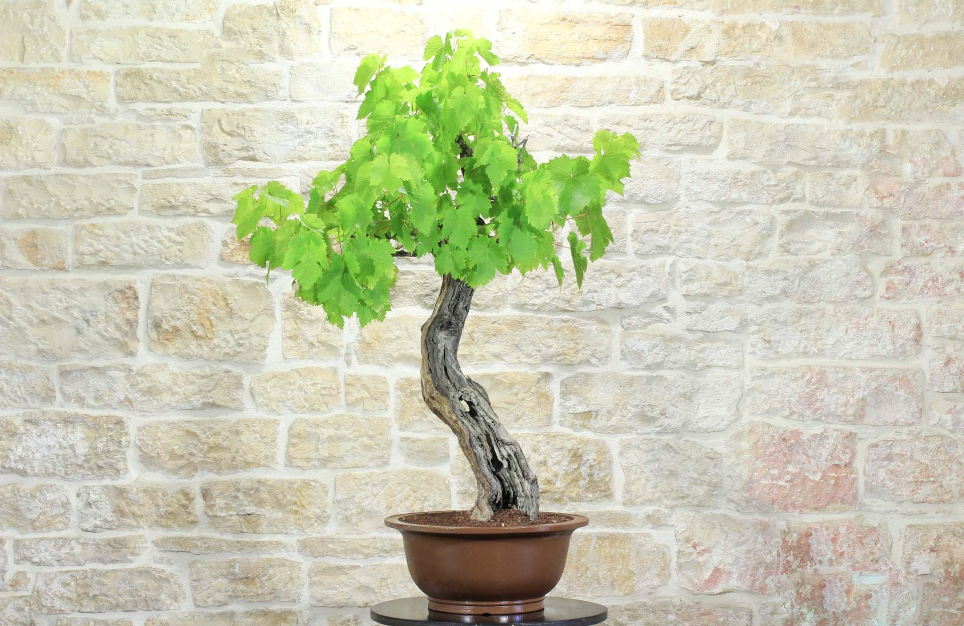 Bonsai di Vite (60)
