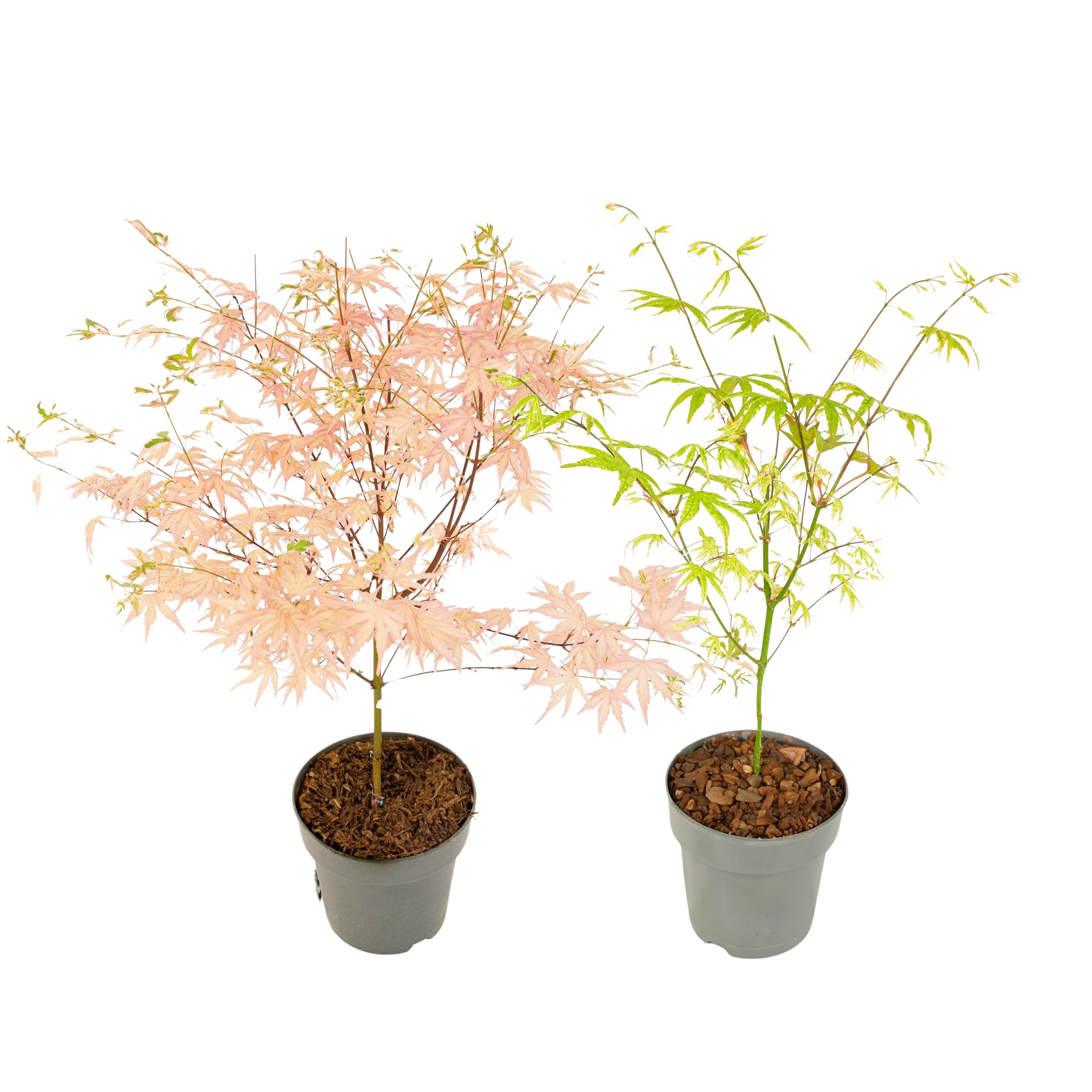 Plant in a Box - Érable du Japon - Mix de 2 - Acer palmatum 'Ukigumo', 'Taylor'' - Hauteur 35-55cm - Pot 15cm - Plante d’extérieur - Vert - Rose