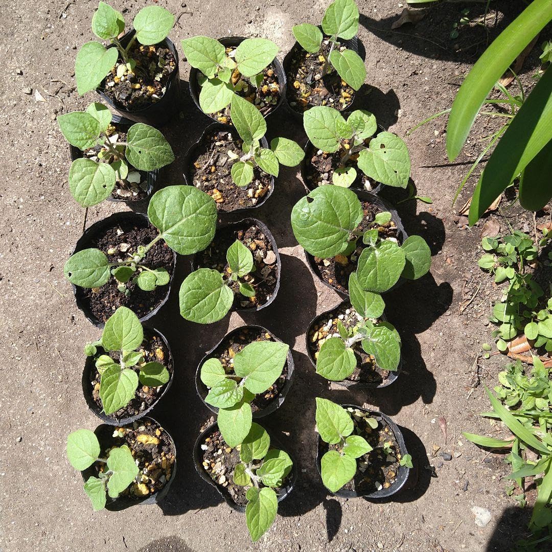 Amazon｜食用ほおずきの苗 15株｜観葉植物 オンライン通販