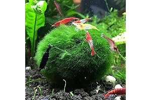 Marimo Moss Balls for Aquarium Decoration - 6Pcs Live Freshwater Moss Ball Plants