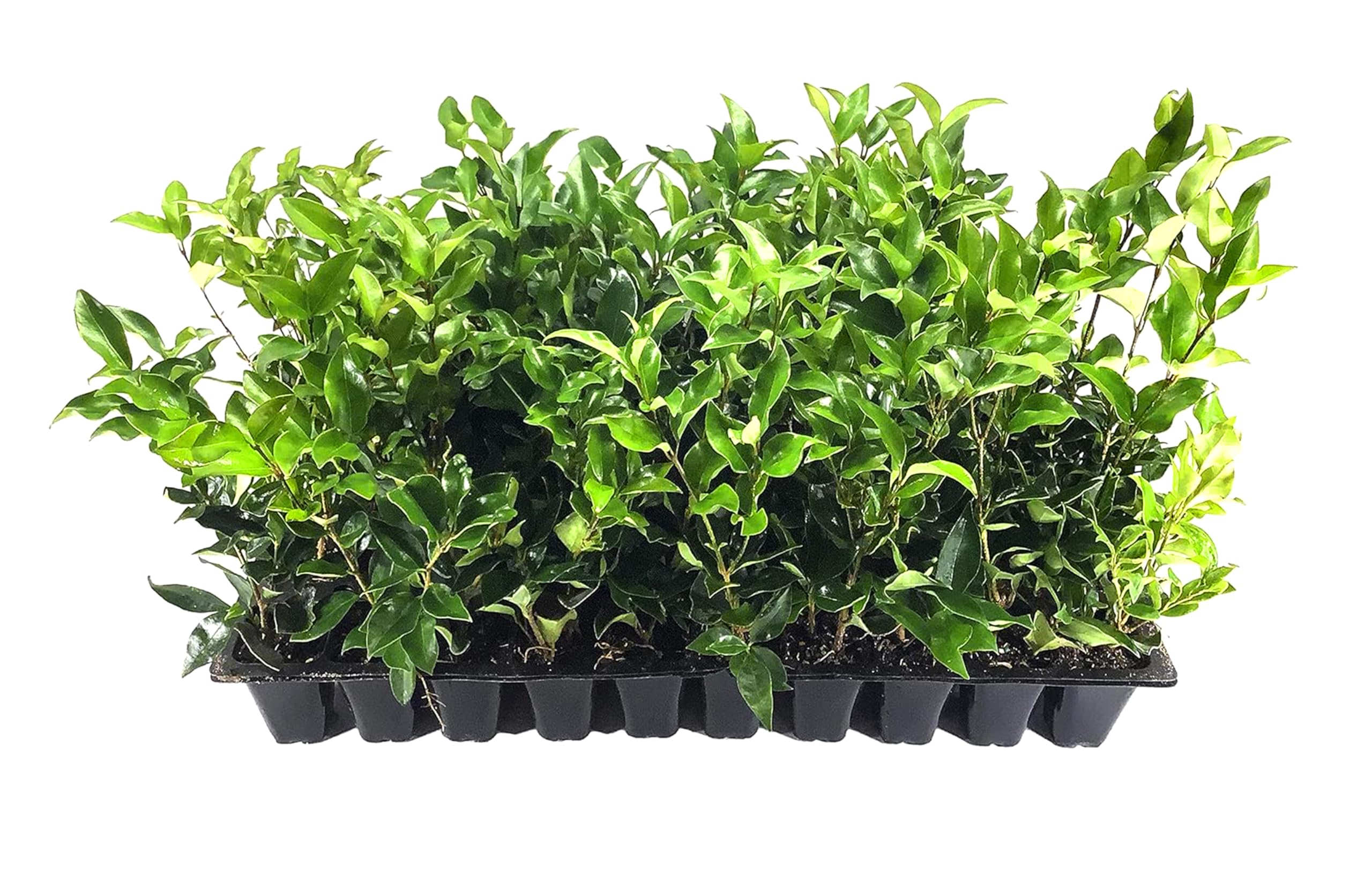 Curled Leaf Privet 3 Live Plants
