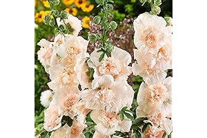 Hollyhock Seeds - Majorette Double Champagne
