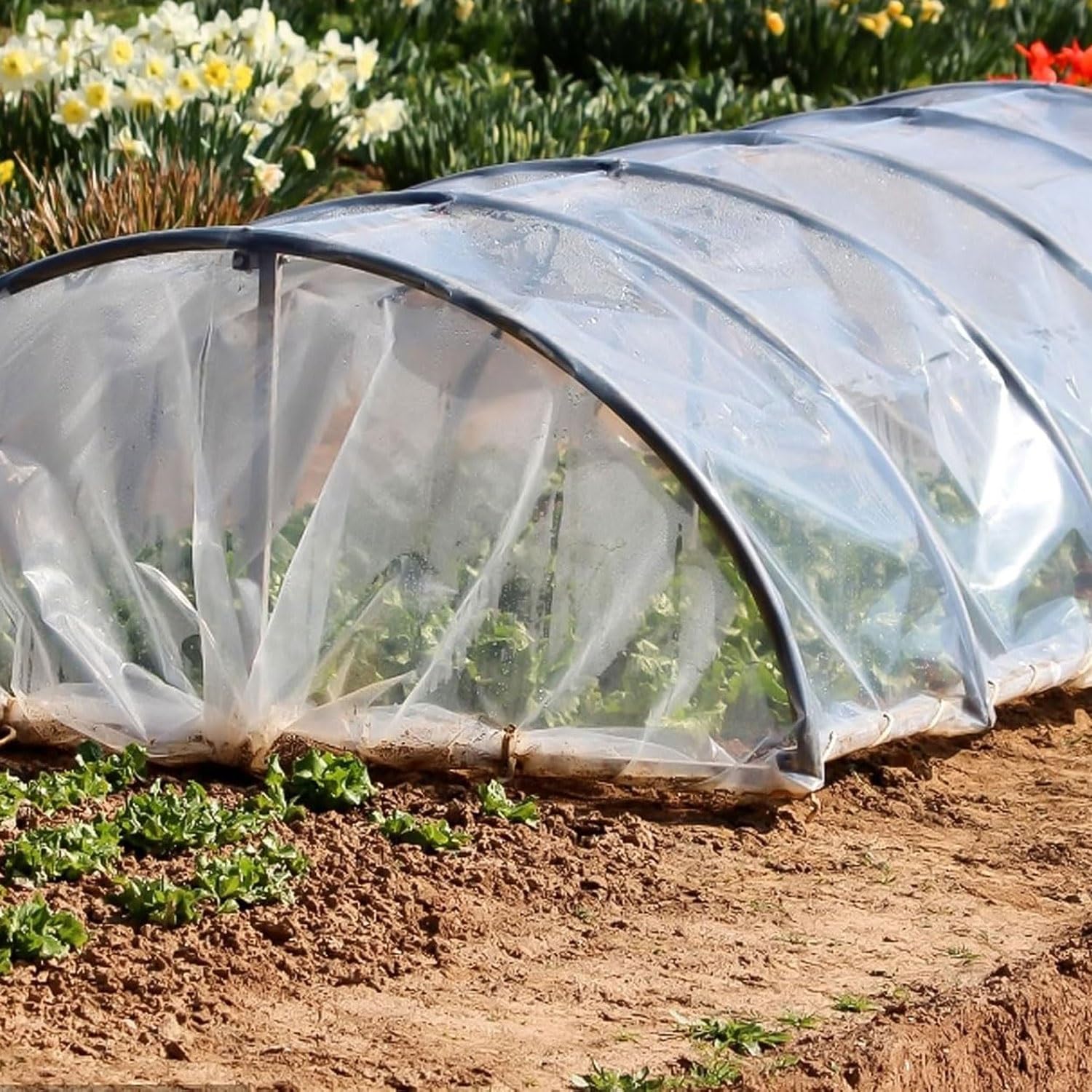 Plastico Invernadero, Polietileno,Transparente, Reutilizabl | Impermeabilización Transparente de Protección de las Plantas Láminas de Cubierta de la Película al Aire Libre Jardín(4x8M)