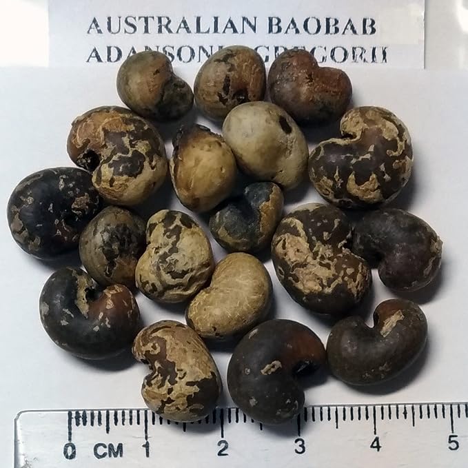 Amazon 種子 Adansonia Gregorii Baobab バオバブ グレゴリー オーストラリアンバオバブ 盆栽としても人気 ５粒 野菜