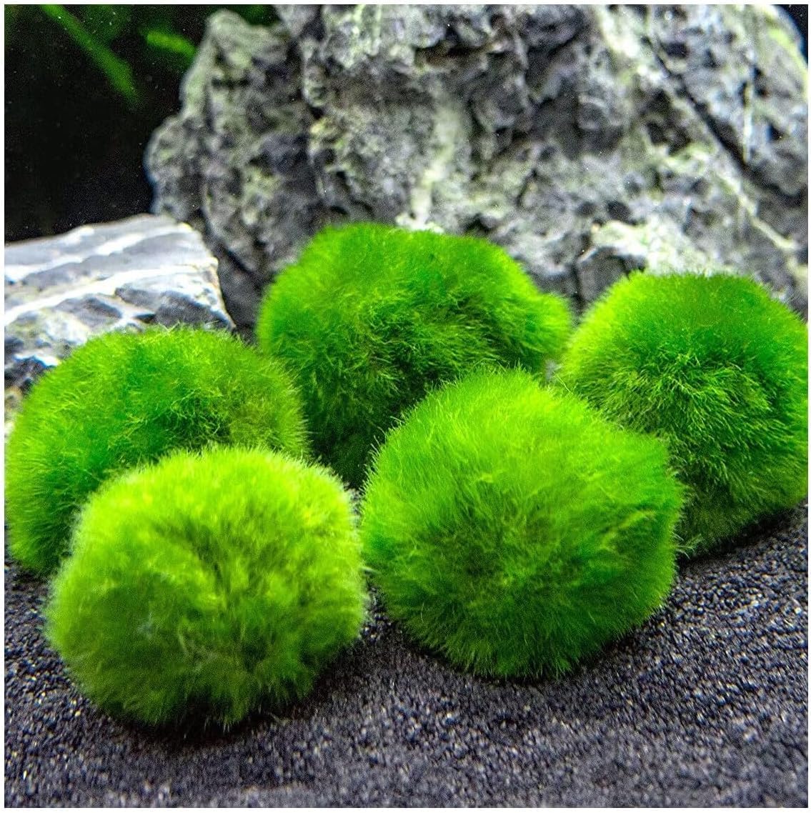 Marimo (2-3 cm) – Boule d'algue Cladophora Aegagropila mousse avec certification, décoration naturelle pour aquariums, terrariums et bonbonnières – Expédition scellée 100 % humidité (10 pièces)