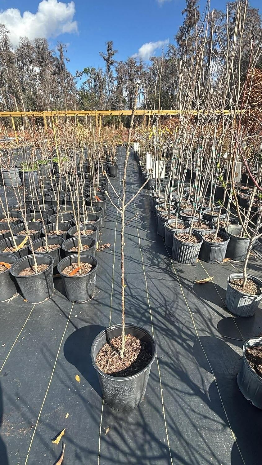Grafted Goden Delicious Apple Tree Live Plant Yellow Apples Plant Sweet Fruits 3 Ft in 5 Gallon -Grow Outdoor- No Ship CA
