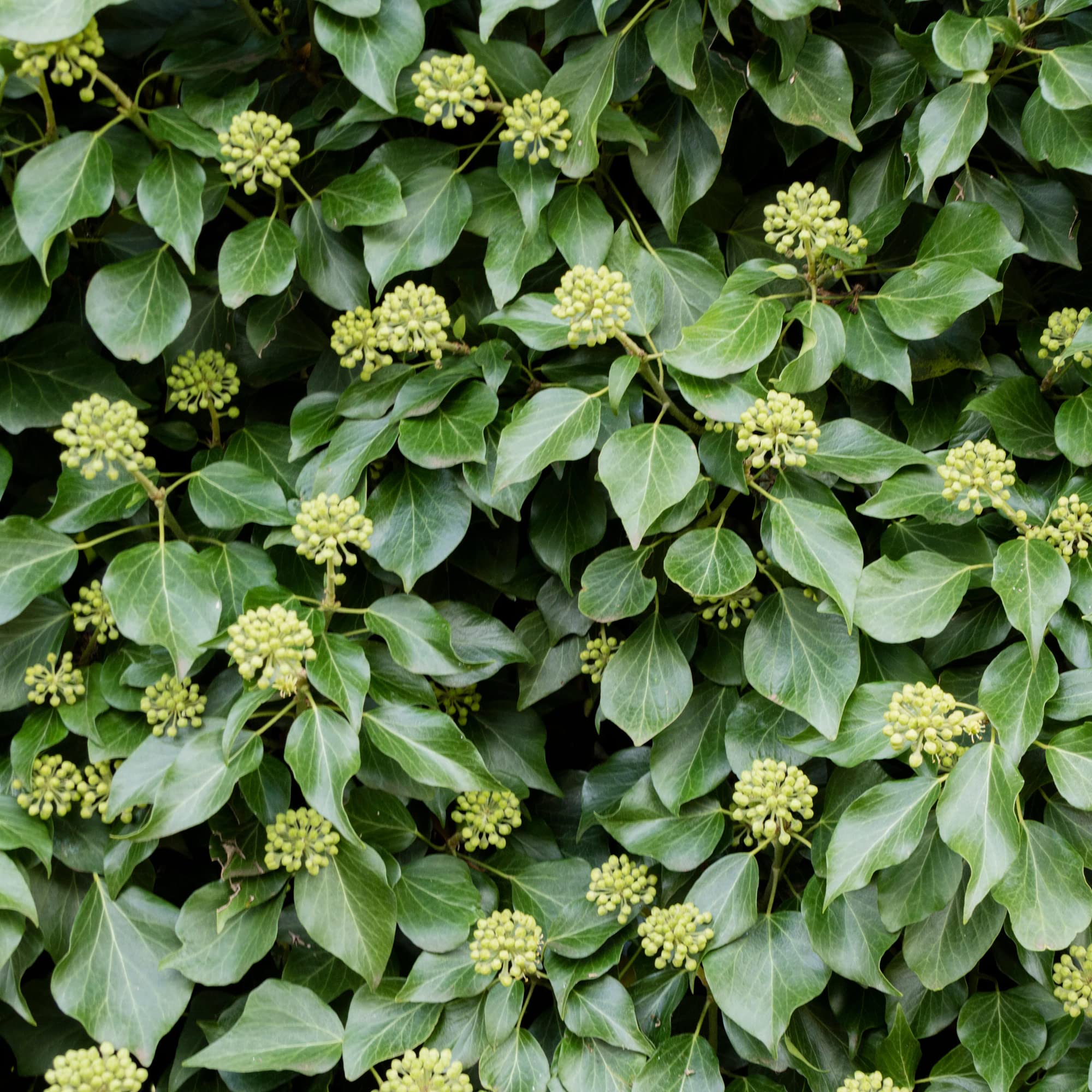 GardenersDream Hedera Hibernica - XL Irischer Efeu Winterhart -  Schnellwachsende Kletterpflanzen - Winterharte Pflanzen fr Garten :  Amazon.de: Garten