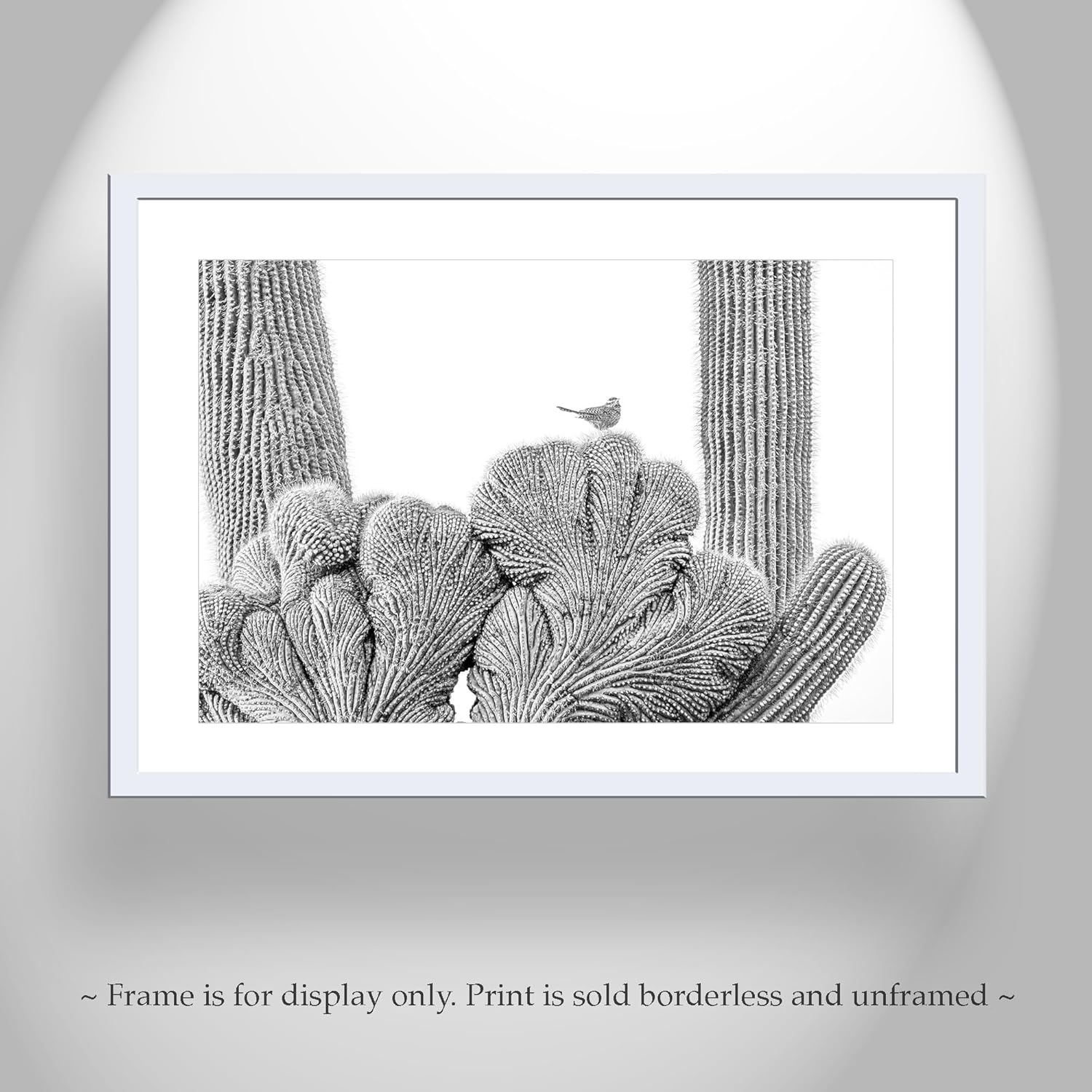 Cactus Wren Bird Photograph with Crested Saguaro in Black and White