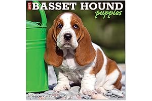 Bassett Hound Puppies 2022: A Tail-Wagging Delight