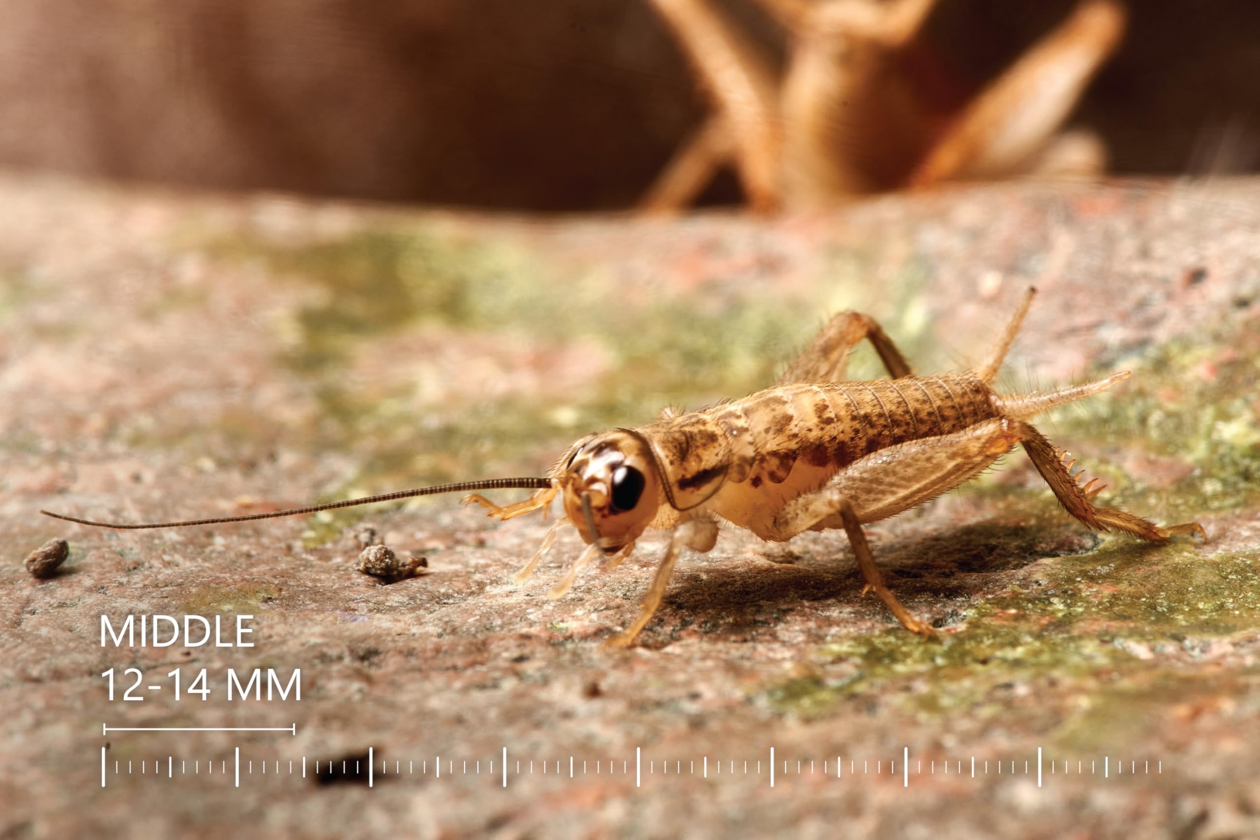 Żywe świerszcze domowe | rozmiar 2 (6-8 mm) Bardzo małe| MINI op – 150 szt. | karmowe wylęg
