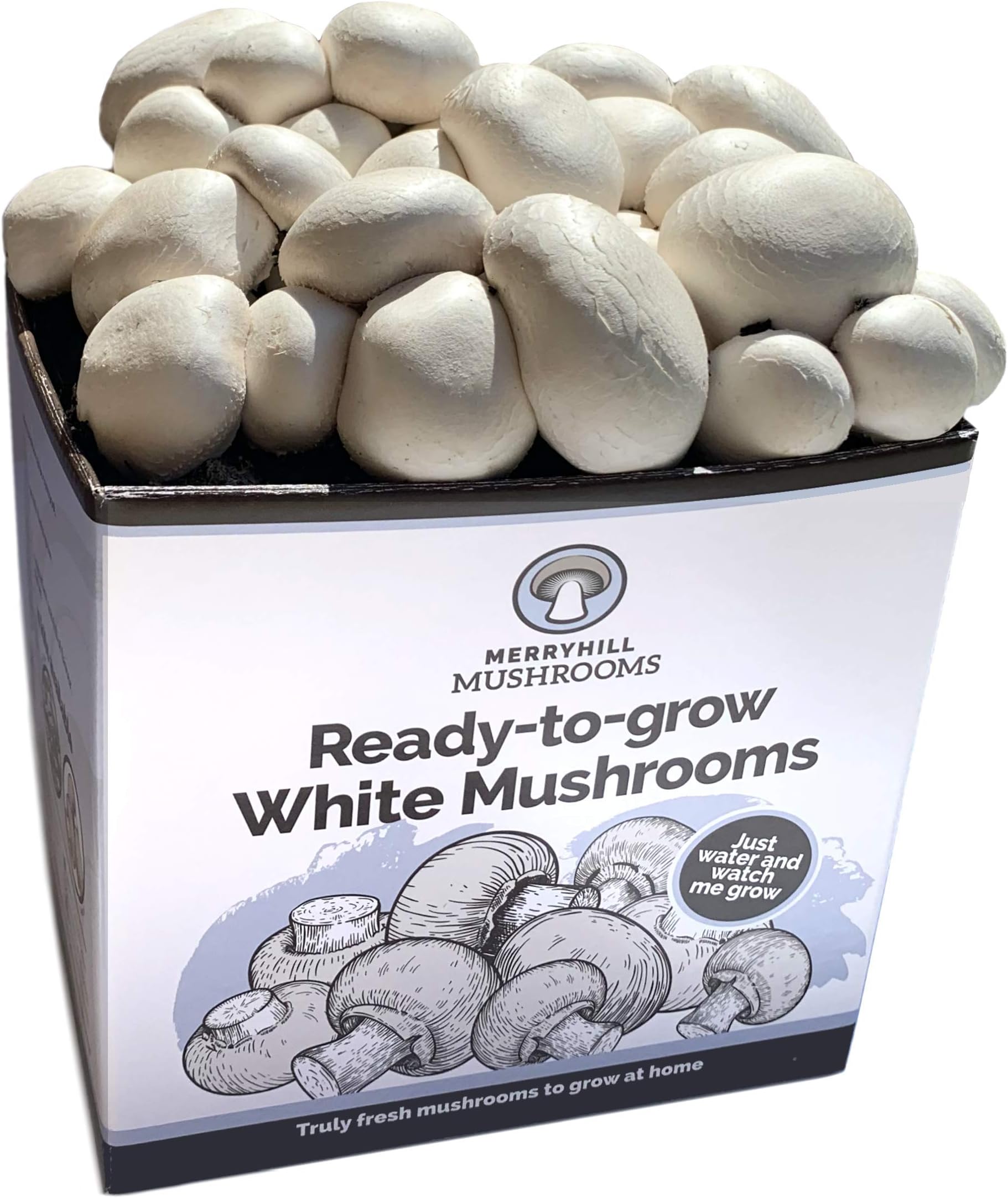 Merryhill Mushrooms - Ready Growing Grow Your Own Fresh White Mushroom kit (Single White)