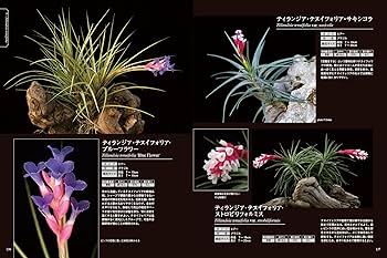 新版・ティランジア エアプランツ栽培図鑑 (アクアライフの本) | 藤川