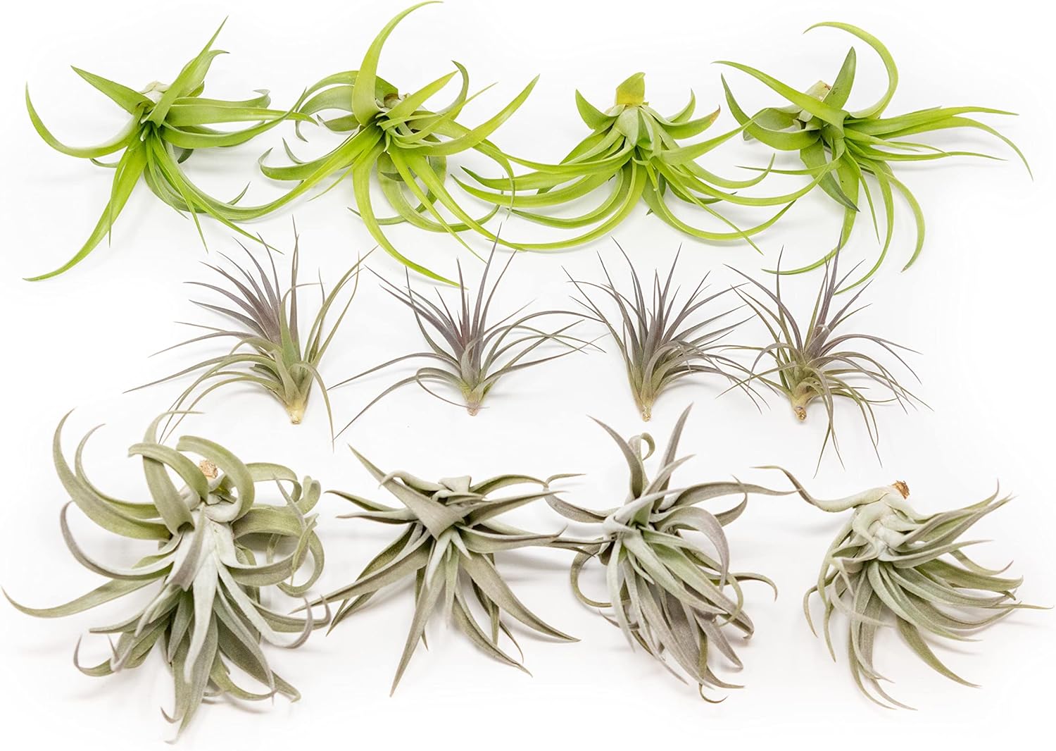 Air Plants The Inca Collection - Live Succulent House Plants - Available in Wholesale and Bulk - Home and Garden Decor - Easy Care Indoor/Outdoor Air Plant (Pack of 6)