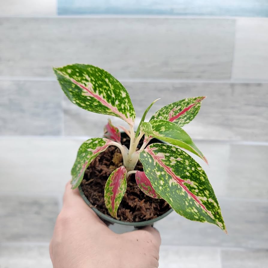 Amazon.com : Aglaonema Firework – Chinese Evergreen, Lush