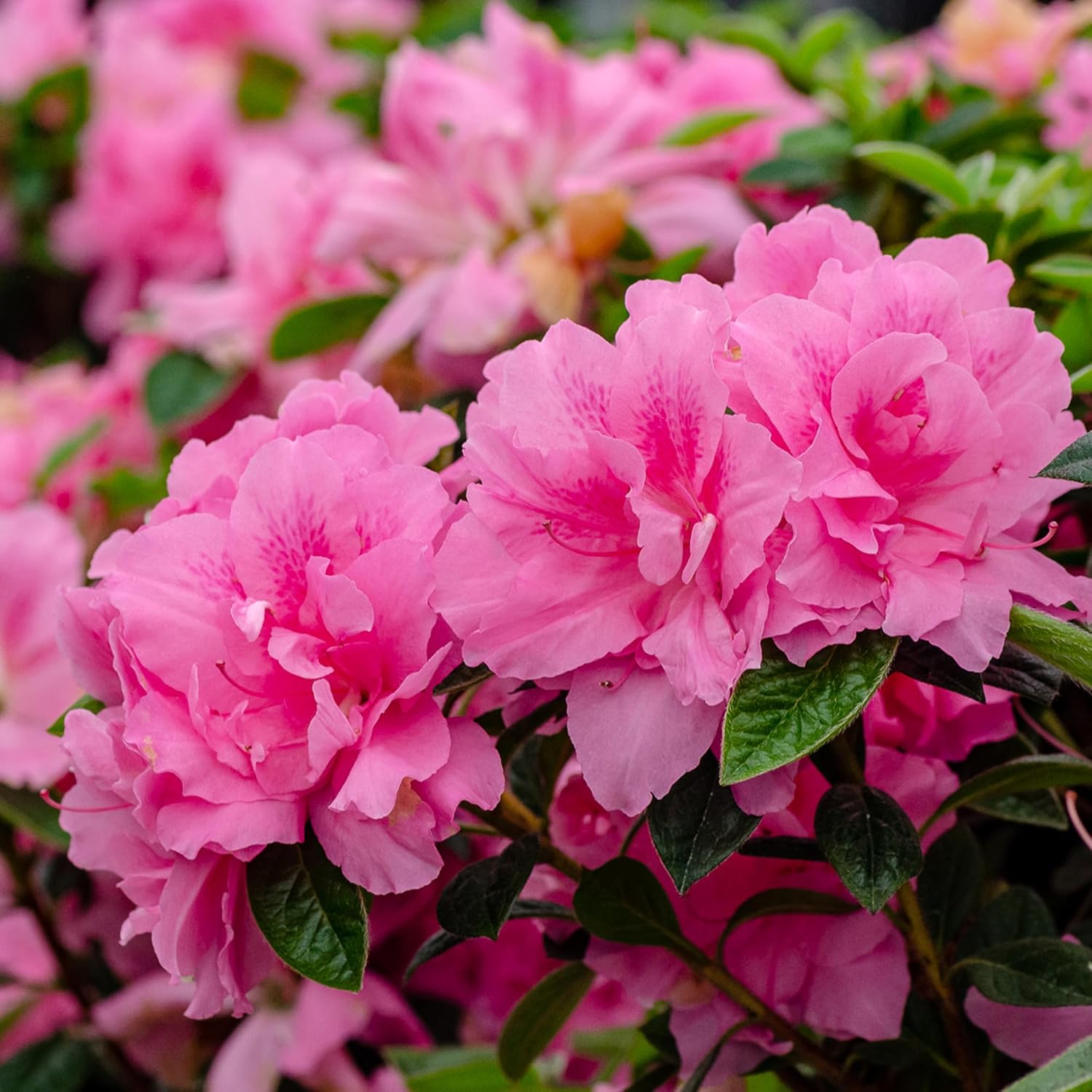 Encore Azalea 3 Gal. Autumn Carnation Azalea Shrub